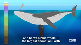 How Deep Is The Ocean  Incredible Animation Shows Us [upl. by Yssirk]