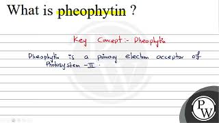 What is pheophytin [upl. by Aerbua]