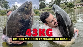 43KG UM DOS MAIORES TAMBACUS DO BRASIL  PESCARIA dos sonhos no TAQUARI [upl. by Eimilb]