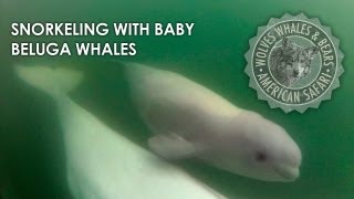 Snorkeling with Baby Beluga Whales in Churchill Manitoba [upl. by Thorley874]