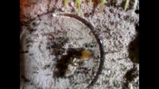 Pheidole pallidula und die Bienen Maden [upl. by Purington]