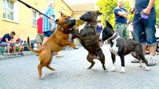 Staffordshire Bullterrier GBF Clubschau 2013 Part 1 Males [upl. by Nichols]