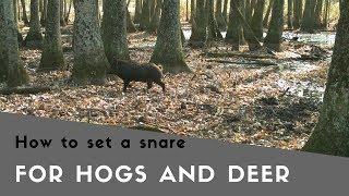 How to Set a Snare for Hogs and Deer [upl. by Einre]