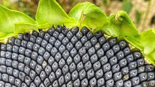 🌻 Harvesting Sunflower Seeds 🌻 [upl. by Nawak]