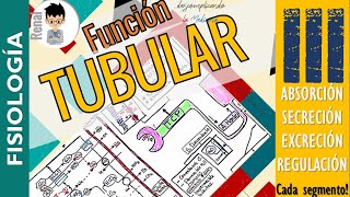 FUNCION TUBULAR RENAL Modificacion Tubular de la Orina Diureticos Completo FISIOLOGÍA RENALP3 [upl. by Nairred895]