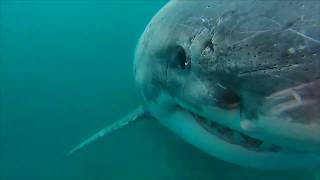 SE Farallones White Shark with Trident [upl. by Keelin]