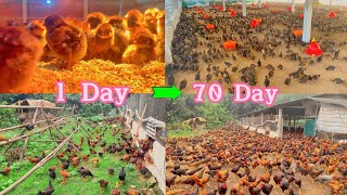 FULL VIDEO 70 days of raising chickens from small to adult [upl. by Nnoj]