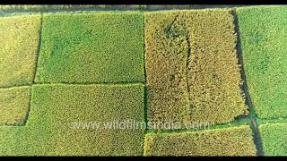 Stunning rice paddy field during the Indian monsoon Scenic and verdant aerial view from India [upl. by Nico]