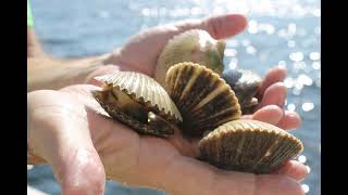 佛罗里达州海里捉活扇贝 Scalloping Florida [upl. by Atinrahs564]