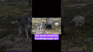 Wie laufen stressfreie Hundebegegnungen ab mehrhundehaltung hundetraining hundeverhalten [upl. by Edrahs]