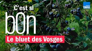 Le bluet des Vosges  culture production utilisation en cuisine et astuce santé  Cest si bon [upl. by Aihsenal]