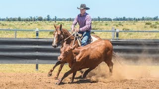 Why do cutting horses make better campdrafters [upl. by Revned435]