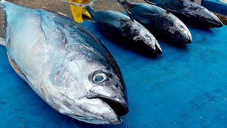 Live 07 Aug24‼️🔥Cutting fresh yellowfin tuna by skilled hands at Sorong marketPapua Daya Indonesia [upl. by Erdnassak]