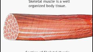 gross muscle anatomy [upl. by Natalya94]