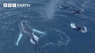 Humpback Whales and Orcas Feed Together  North Atlantic The Dark Ocean  4K UHD  BBC Earth [upl. by Andi789]