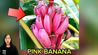 Pink banana [upl. by Gustafson]