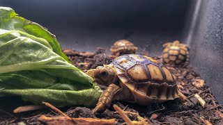 Sulcata Tortoise Care Guide [upl. by Eirameinna]