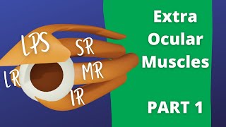 Eye Movements Part 1  Extra Ocular Muscles [upl. by Lakym]