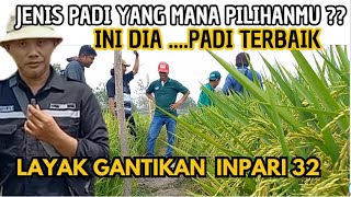 BANYAK PILIHAN PADI BARU SIAP GANTIKAN INPARI 32 BENIH PADI UNGGUL 2023 [upl. by Orgalim204]