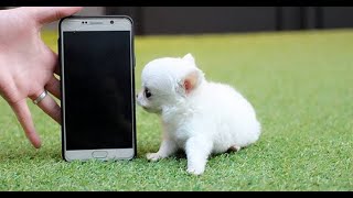 Top 10 Smallest Dogs in the World  The SMALLEST DOG BREEDS in the World [upl. by Maurise170]