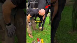 Replacing Wounded Horses Hoof 🥹 short horse [upl. by Cris]