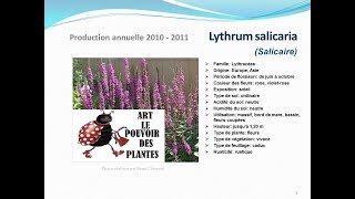 conseils jardinage Lythrum salicaria Salicaire fiche technique plante vivace [upl. by Bamberger]