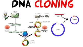 DNA cloning [upl. by Miko]