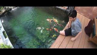 KOI EP3 Feed Food koi ป้อนอาหารน้องๆคาร์ป [upl. by Abrahamsen]