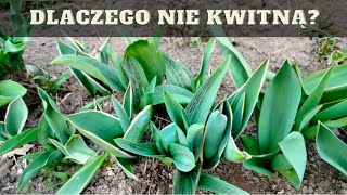 Dlaczego tulipany nie kwitną co zrobić żeby tulipany zakwitły [upl. by Nairrot356]