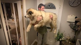 How Much Does A Giant Alaskan Malamute Weigh THEY ARE HEAVY [upl. by Zephaniah]