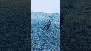 Our Rhodesian Ridgeback having fun at full power on the pasture Austria February 2024 [upl. by Jolynn]