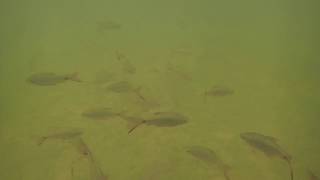 Cyprinids fish of Sarawak part 1 [upl. by Eerak]