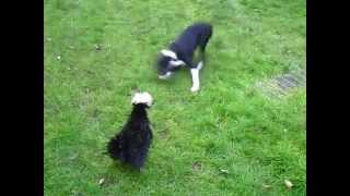 Sprollie x whippet Theo plays with polish frizzle Wilma [upl. by Herrick]