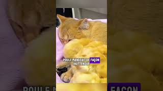 Une Poule un Chat et des Poussins  Une Histoire Touchante de Famille Inattendue chat poussins [upl. by Eenyaj]