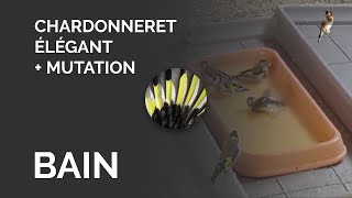 Bain des chardonnerets élégants et de la mutation [upl. by Rudd]