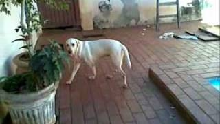 Safira Labrador Sindrome Vestibular0001 Zhenvetwmv [upl. by Meehahs]