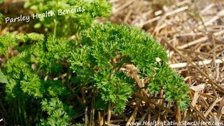 Parsley Health Benefits  Can Parsley Beat Kale [upl. by Oalsinatse428]