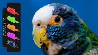 White Capped Pionus The Best Pet Parrot [upl. by Yssim]