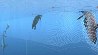 How Seafood is Caught Gillnetting [upl. by Odnanref]