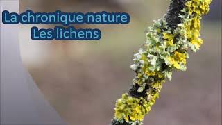 La chronique nature  les lichens [upl. by Janean343]