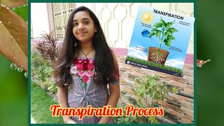 Transpiration in Plants  Class 6  Science Experiment [upl. by Slen]