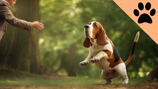 All about Basset Hounds [upl. by Ninerb219]