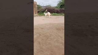 Powerful goats come to drink water with goats [upl. by Josefa]