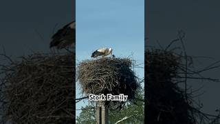 Papa stork bringing dinner to mama stork who’s attending the eggs [upl. by Gizela]