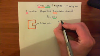 Introduction to Apoptosis  The Caspase Enzymes Part 1 [upl. by Addia]