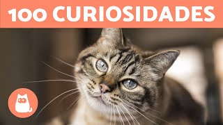 100 CURIOSIDADES sobre los GATOS que te sorprenderán 🐱🐾 [upl. by Noruq]