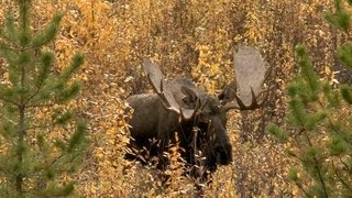 Moose Hunt  Chasse Orignal Yukon 7 [upl. by Ahseiyn]