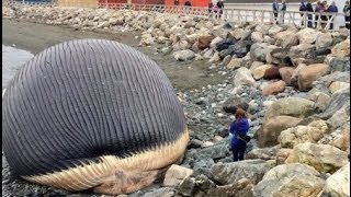 Explosion fears for bloated whale carcass [upl. by Whitaker36]