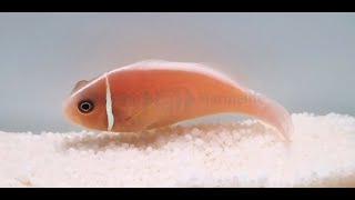 Amphiprion Perideraion Clownfish Bin3aiah Fishes [upl. by Trebornhoj345]