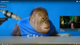 Elraenn Orangutan Asmr İZLİYOR  Çok Komik Güleceksiniz [upl. by Verina24]